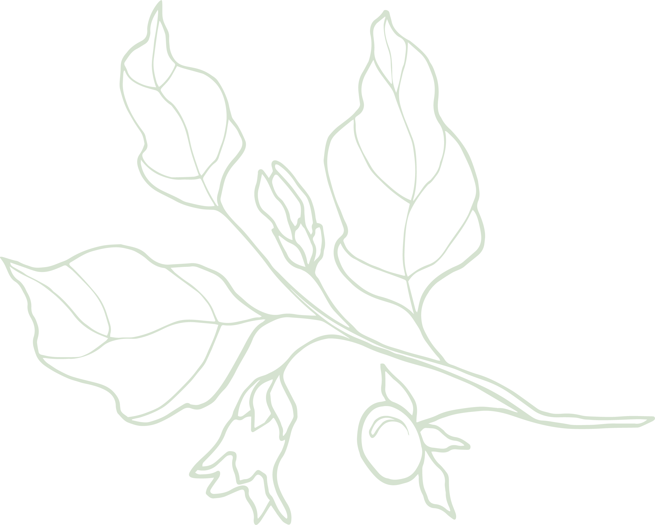 ilustracion alinea de la planta de belladona